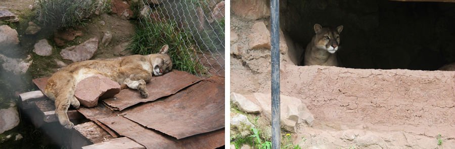 Ccochahuasi-Animal-Sanctuary